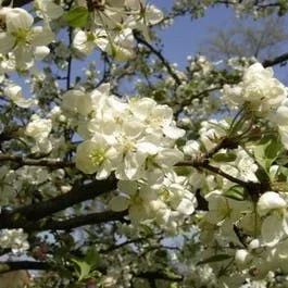 Zierapfel als Spalierbaum (Malus ‚Evereste‘)