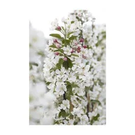 Zierapfel als Strauch (Malus ‚Evereste‘)