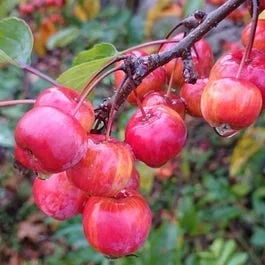 Zierapfel auf Stamm (Malus ‚Red Sentinel‘)