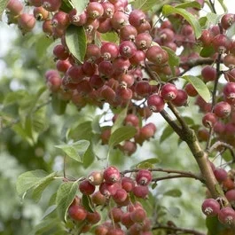 Zierapfel (Malus ‚John Downie‘)