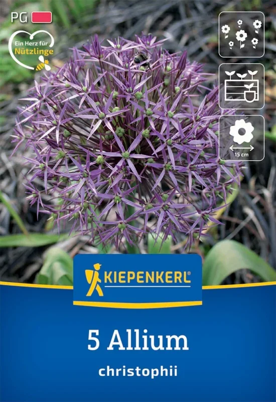 Zierlauch Allium christophii (5 Stück)