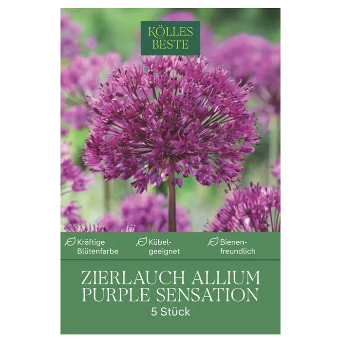 Zierlauch Allium Purple Sensation 5 Blumenzwiebeln