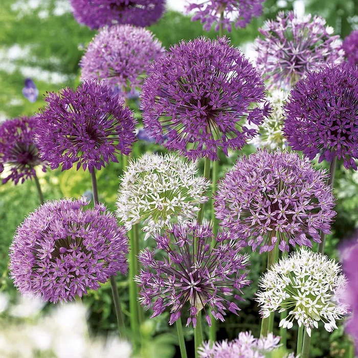 Zierlauch Mischung Allium – Bestellnummer 5501085