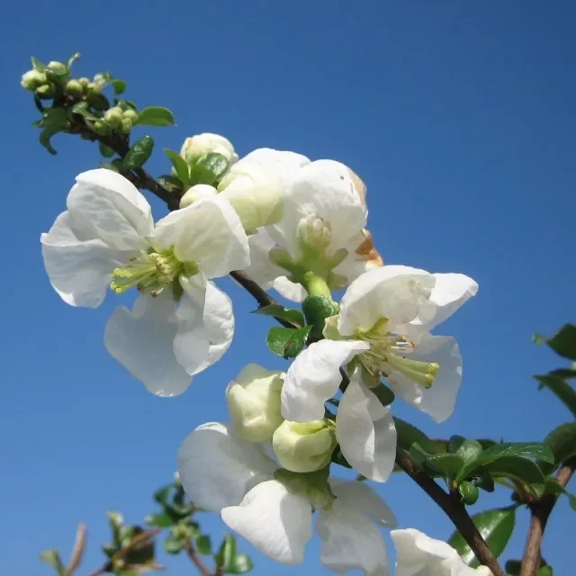 Zierquitte Nivalis – Chaenomeles speciosa