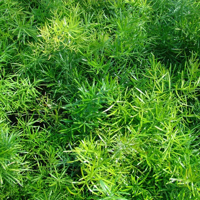 Zimmer-Zierspargel