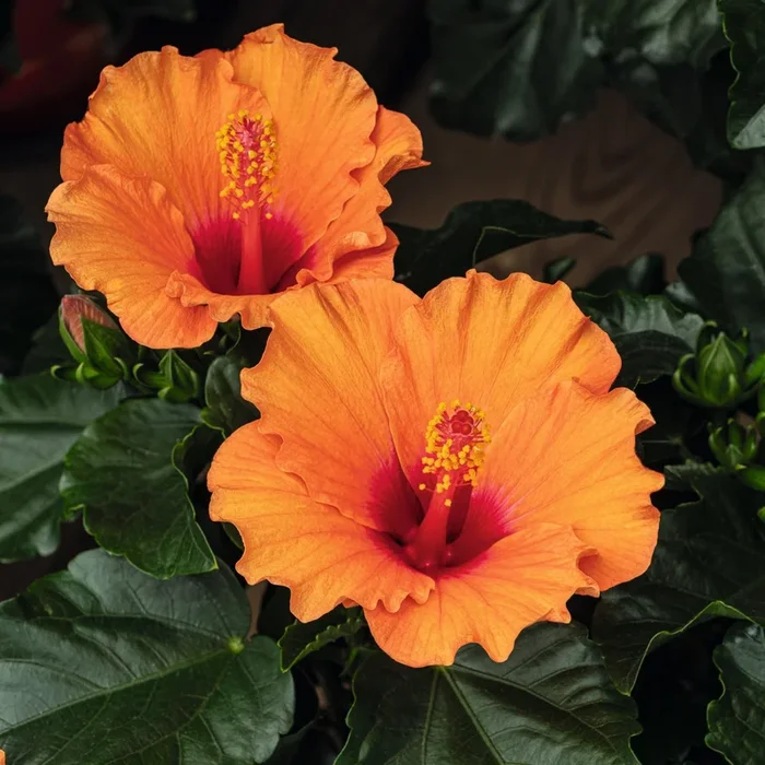 Zimmerhibiskus ‚HibisQs® Petit Orange‘