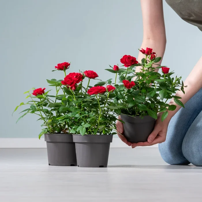 Zimmerrose ‚Danica‘ rot – 3 Stück