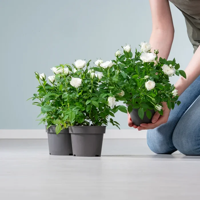 Zimmerrose ‚Danica‘ weiß – 3 Stück