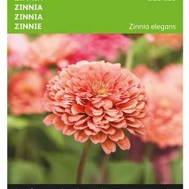 Zinnia Eldorado (Zinnia elegans)