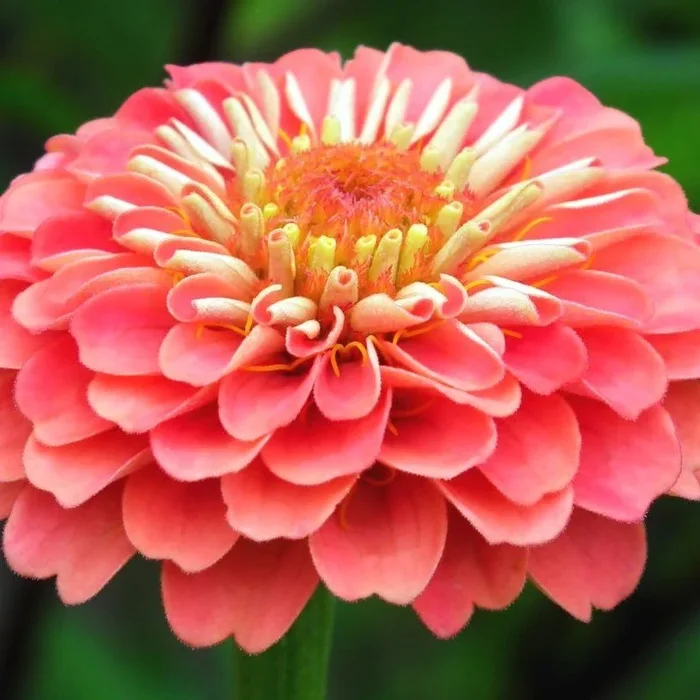 Zinnia Flower Plant-Orange Next Level