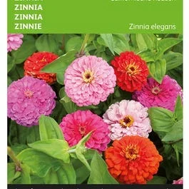 Zinnia Kalifornien Riesen gemischt