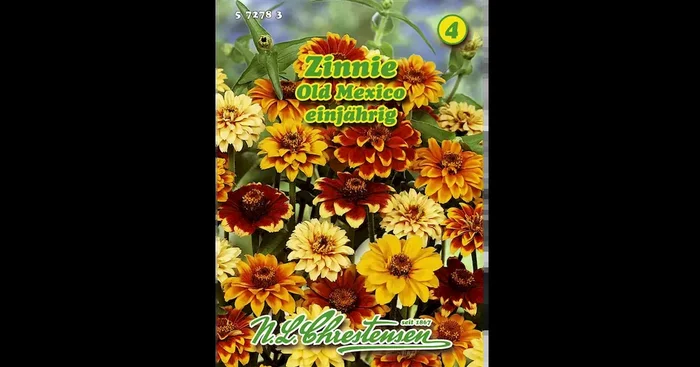 Zinnia, Old Mexico braunrot