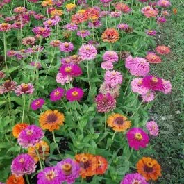 Zinnie – Zinnia elegans