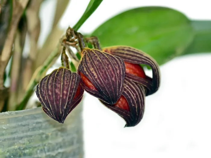 Zootrophion dayanum (5 cm Topf)