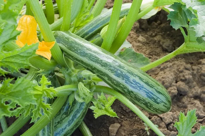 Zucchini ‚Cocozelle von Tripolis‘ (Saatgut), Cucurbita pepo ‚Cocozelle von Tripolis‘
