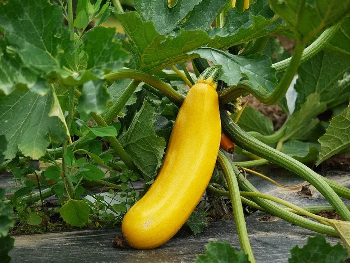 Zucchini „Solara“
