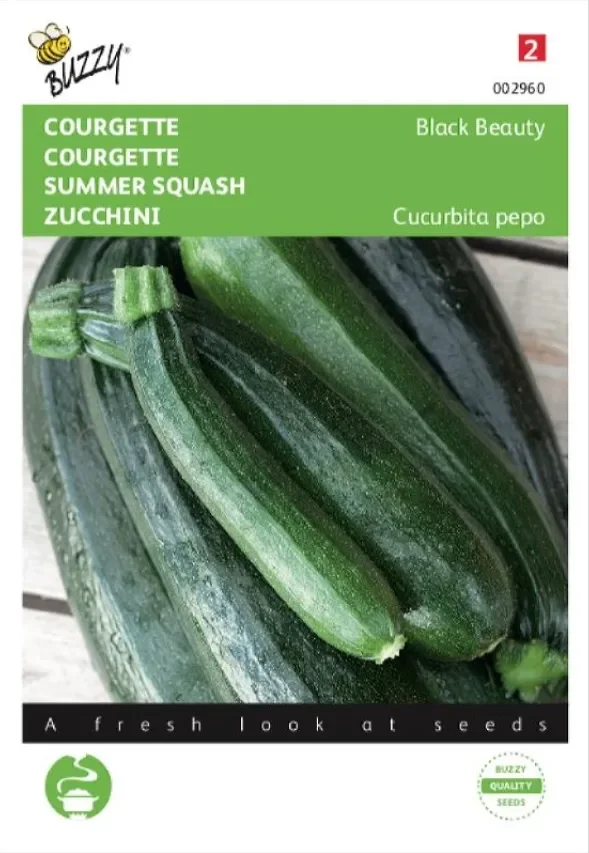 Zucchini Black Beauty