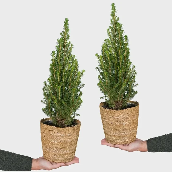 Zwei Weihnachtsbaum-Wichtel