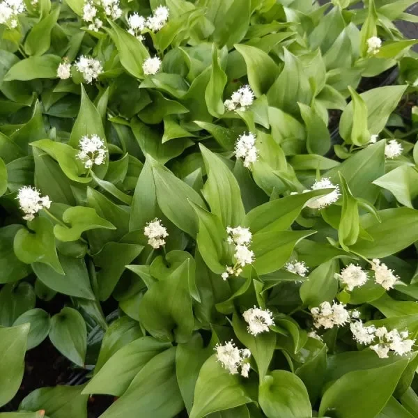 Zweiblättriges Schattenblümchen (Maianthemum bifolium) „Bio“