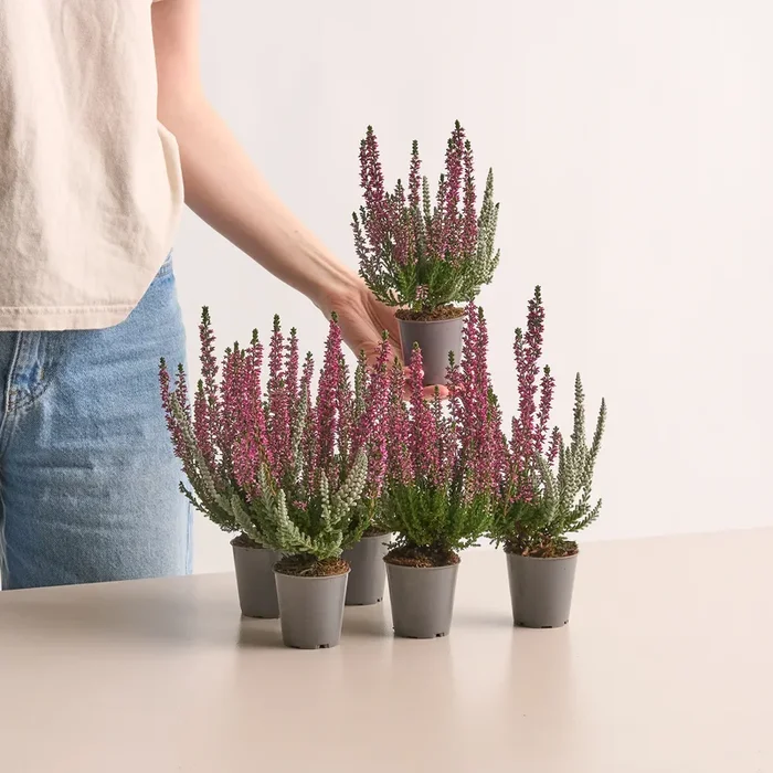 Zweifarbige Besenheide ‚Garden Girls® Fluffy Kiss‘ Rot – 6 Stück