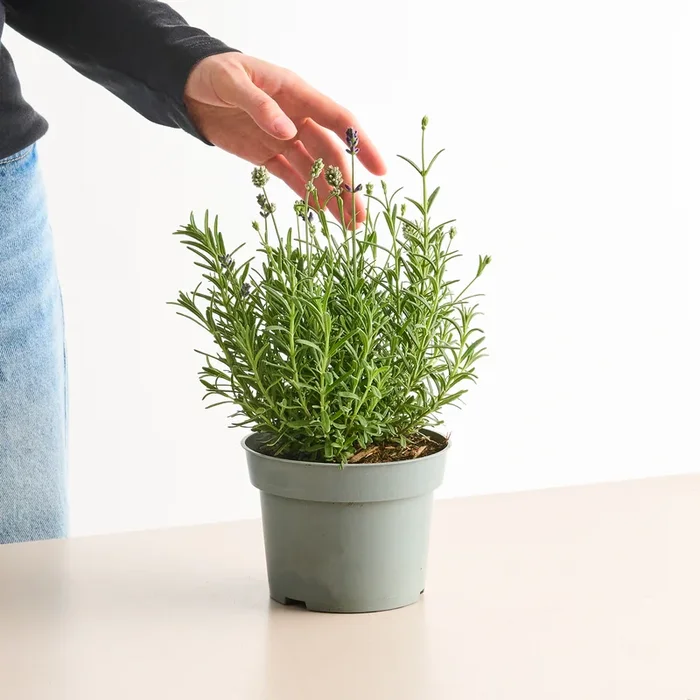 Zweifarbiger Lavendel Blau/Weiß