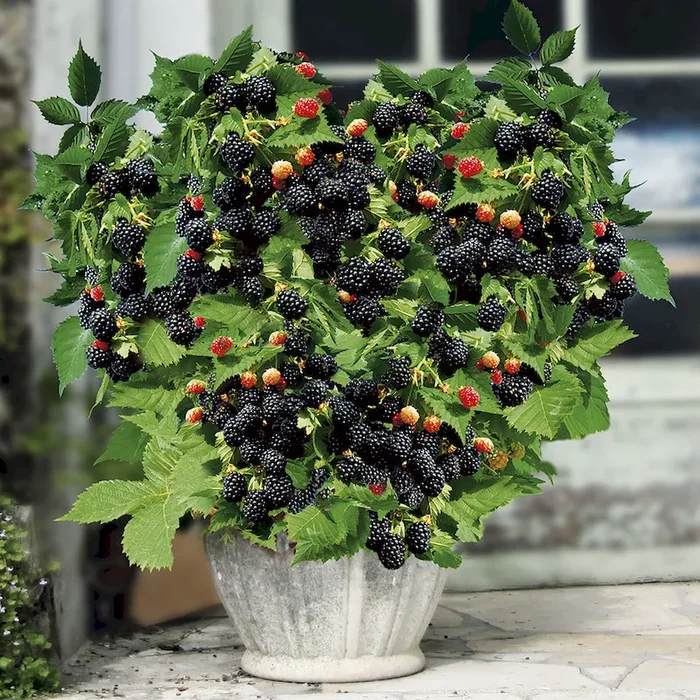 Zwerg-Brombeere Lowberry® ‚Little Black Prince®‘ Bestellnummer 4403265