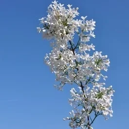 Zwerg-Flieder (Syringa persica ‚Alba‘)