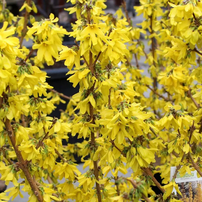 Zwerg-Forsythie ‚Mikador‘