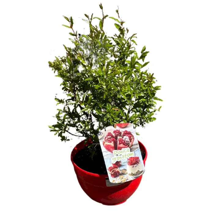 Zwerg-Granatapfel Nana – Punica granatum Nana