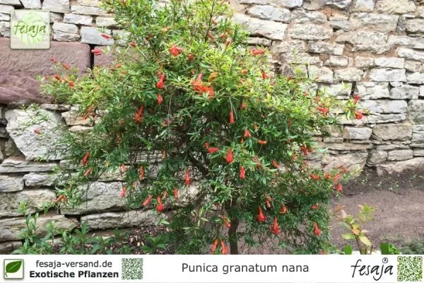 Zwerg Granatapfel, Punica granatum nana, Pflanze