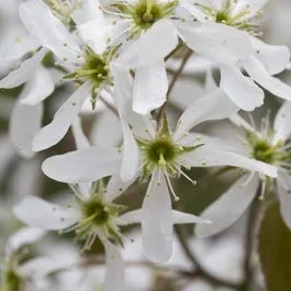 Zwerg-Johannisbeerbaum (Amelanchier spicata)