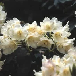 Zwerg-Rhododendron (Rhododendron ‚Golden Torch‘)