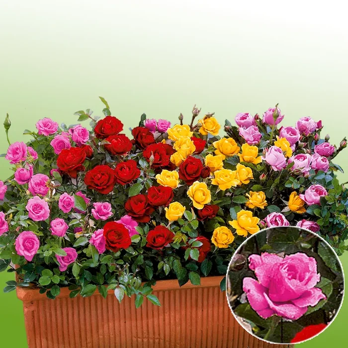 Zwerg-Rosen, dunkelrosa Rosa Hybrid – Bestellnummer 2231169