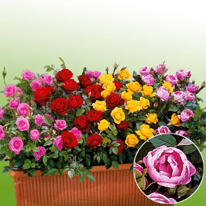 Zwerg-Rosen, rosa Rosa Hybrid – Bestellnummer 2231597