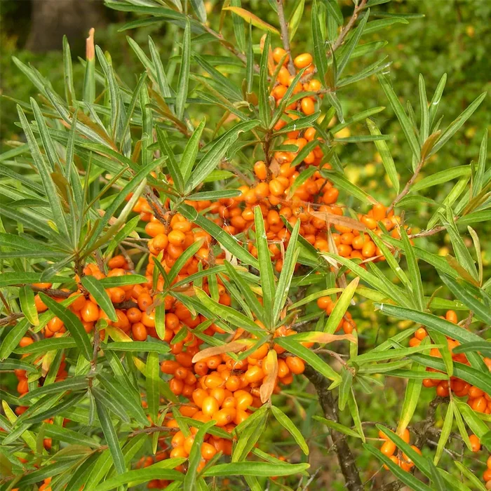 Zwerg-Sanddorn, weibliche Pflanze Hippophae rhamnoides – Bestellnummer 3301180