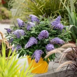 Zwerg-Schmetterlingsflieder (Buddleja davidii) BUTTERFLY CANDY Little Sweetheart