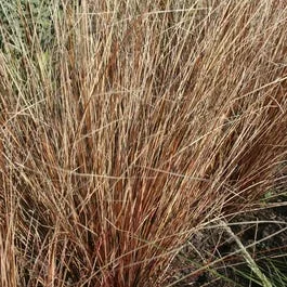 Zwerg-Segge (Carex buchananii)