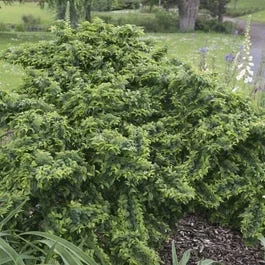 Zwerg-Ulme (Ulmus minor ‚Jacqueline Hillier‘)