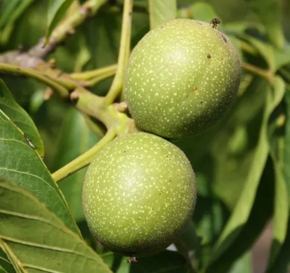 Zwerg-Walnuss – Juglans regia var. fertilis