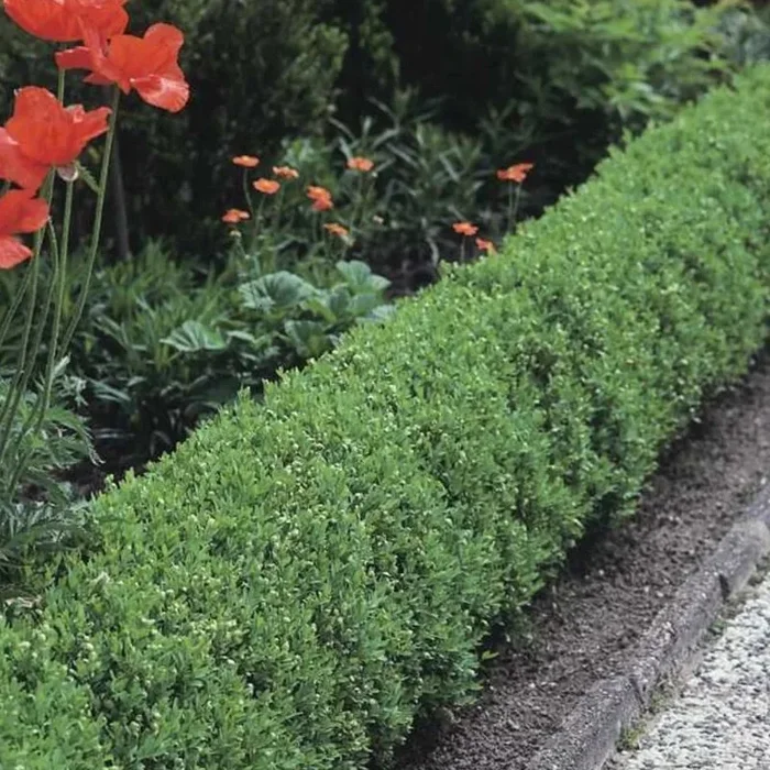Zwergliguster ‚Lodense‘