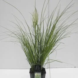 Zwergpampasgras (Cortaderia selloana ‚Mini Pampas‘)