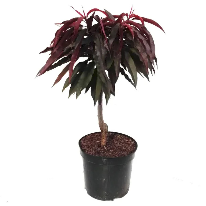 Zwergpfirsich Crimson® Bonfire (S) – rotlaubig
