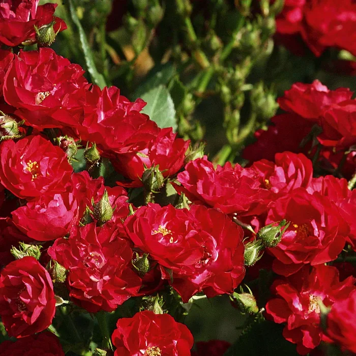 Zwergrose ‚Alberich‘, rot, halbgefüllte Blüten, Topf 3 Liter