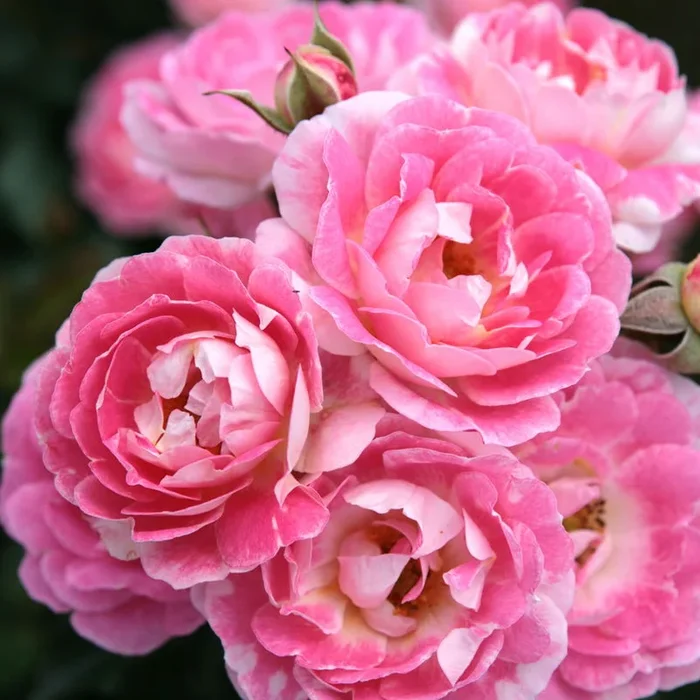 Zwergrose ‚Flirt 2011‘, hellrosa, Topf 3 Liter