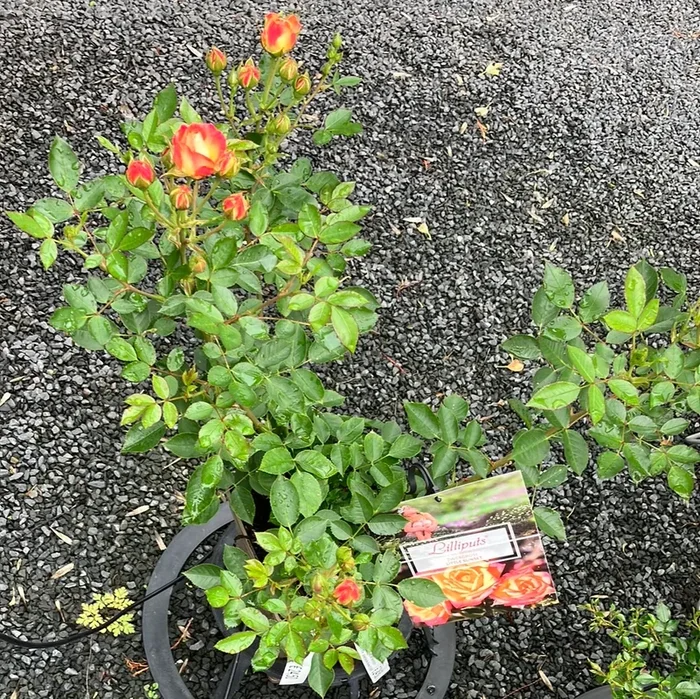 Zwergrose ‚Little Sunset‘