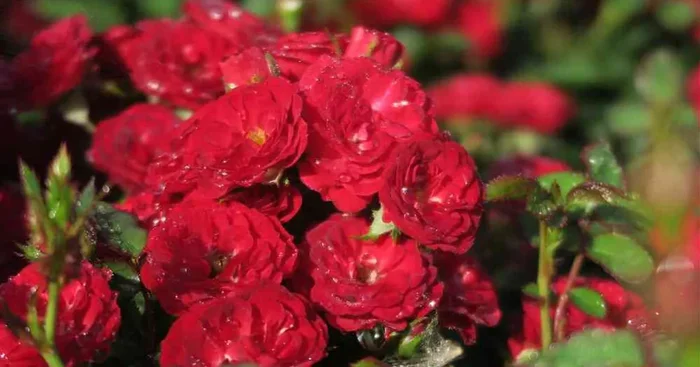 Zwergrose ‚Mandy’®