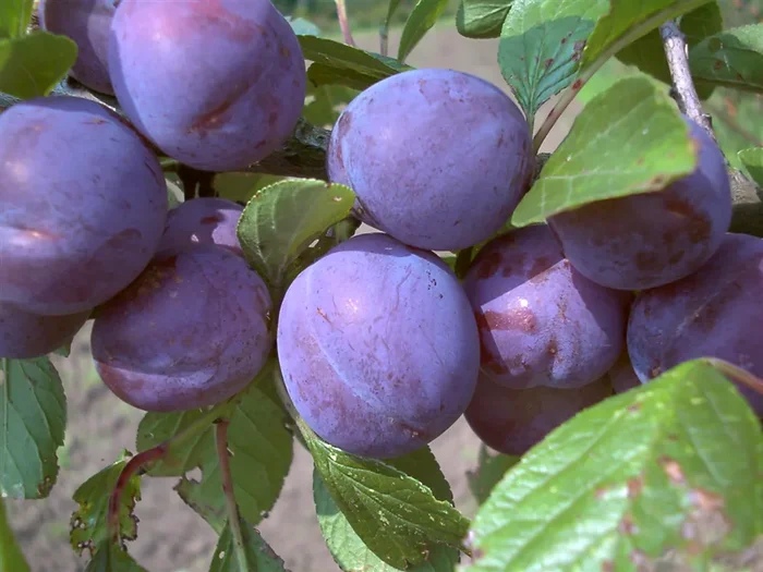 Zwetsche ‚Wangenheims Frühzwetsche‘