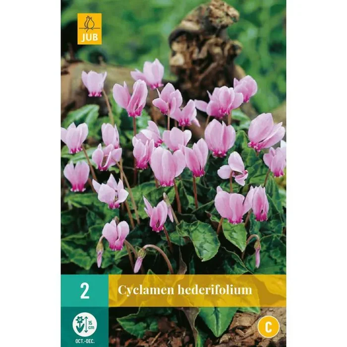 Zwiebeln von Cyclamen hederifolium