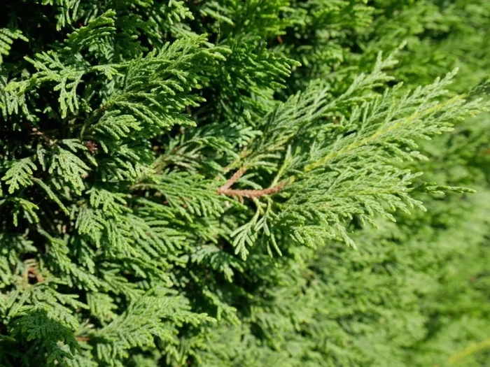 Zypresse Leylandii 60/80 cm