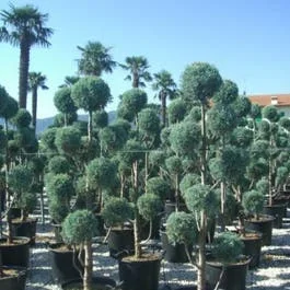Zypressen-Pompon (Cupressus arizonica ‚Glauca‘)